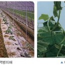 케이비에스티 | 오이 역병 흰가루병 노균병 덩굴쪼김병 방제 방법