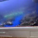 장포마차 이미지