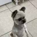 오해피댕 이미지