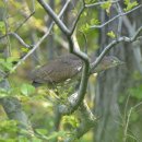 해오라기 이미지