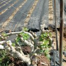 삼호농장 이미지