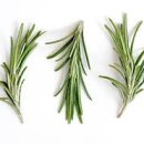 로즈마리 이미지