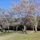 가평베네스트G.C | 일본 골프 이바라키현 가시마노모리 컨트리클럽 Kashimanomori Country Club 후기