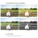 W44ෆ. 웨딩사진 사설보정 : 위드웨딩 내돈내산 솔직 후기 (소요기간 타임라인 공유)