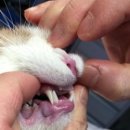 앞선동물병원 이미지