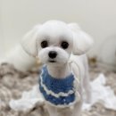 야옹아멍멍해봐 송파위례점 이미지