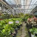 코코농원 | 파주 조인폴리아 어마어마한 규모의 화훼농원
