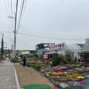 고양스타필드꽃집 보람플라워에서 행운목 구매해본 후기!