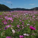 하동북천 코스모스 축제장 이미지