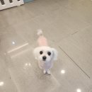 행복애견미용실 티스토리