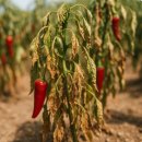 장기농약사 | 여름햇빛·고온기·고온장해·침수·폭우도 문제없다! 올여름 고추농사의 여름철 생존 전략