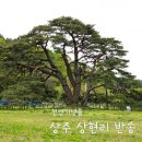 상주 상현리 반송 | 상주 가볼만한곳 상주 상현리 반송 | 자연유산 천연기념물 조용한 여행지 추천