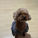 봉자쿠키 | 건강한 재료로 만드는 순천 강아지 수제간식 전문점<봉자쿠키> 솔직후기