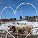 새하얀목장 | - 사슴히의 여행 : 제주 아침미소 목장 후기 (제주 가볼만한곳, 제주 아이와가볼만한곳, 입장료 무료...