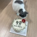 수피아 케이크