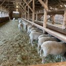 세양목장 이미지