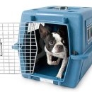 하나켄넬 이미지