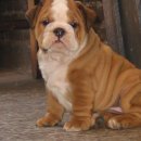 폼잡는개 이미지