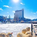 예스카월드 | 평창 켄싱턴호텔이 9만원대?