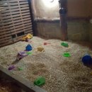 안중솔라스파 이미지