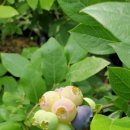 천안농원 이미지