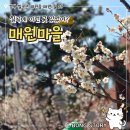 유산마을회관 | 칠곡 매원마을 후기, 매화 피는 한옥마을 산책 코스