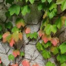 하늘담쟁이 이미지