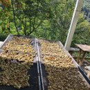 스팀 처리한 개다래(충영) 이미지