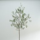 올리브나무 이미지