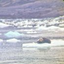 올레ENG | 시리즈(5편) 🇳🇴🐻‍❄️ - 뉘올레순 둘째 날 / 육상빙하...플랑크톤 채집 / 턱수염물범 🦭+ 조커 폴리아되 후기 🃏