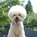 멋진강아지 이미지