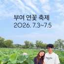 부여 연꽃 축제 후기