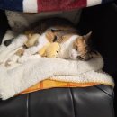 DK동물병원 | 집사의 하루_효성병원 태동검사_홈요리 플레이팅_수성...구이_세바여 공연 당첨 후기_후참 황금점_대구...