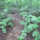 삼밭골목장 이미지