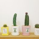 씨끌드로