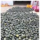 제주 유기농 미니밤호박 보우짱 50% 맛보기 이벤트 이미지