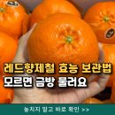 미산고로쇠협동조합 | 천혜향레드향 5kg 10kg 보관법 효능 레드향선물세트 모르면 물러요