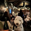 둥지애견 이미지