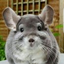 성남 시립동물병원 이미지