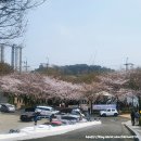보현사 주차장입구 | 울산 선암호수공원 벚꽃 나들이 보현사 개화상황 (26년 3월 29일)