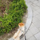 펫맘애 네이버블로그