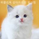위클리독 강아지고양이분양 일산점 | [일산/분양샵] 위클리독 강아지분양 일산점 행복을 선물해준 강아지 분양 경험