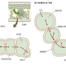 ㅂㅌㄷ 체관부적재와 원형질연락사 질문입니다 이미지