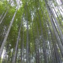 대나무골 이미지