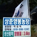상준농장 Daum카페