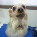 견우동물병원 이미지