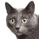 행복한고양이 이미지