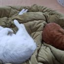 옹기종기 네이버블로그