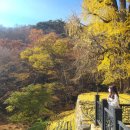 용유정 | 경기 양평 용문산 관광단지 가을 단풍 명소 추천 (feat. 용문사 은행나무)