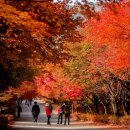 단풍나무 네이버블로그